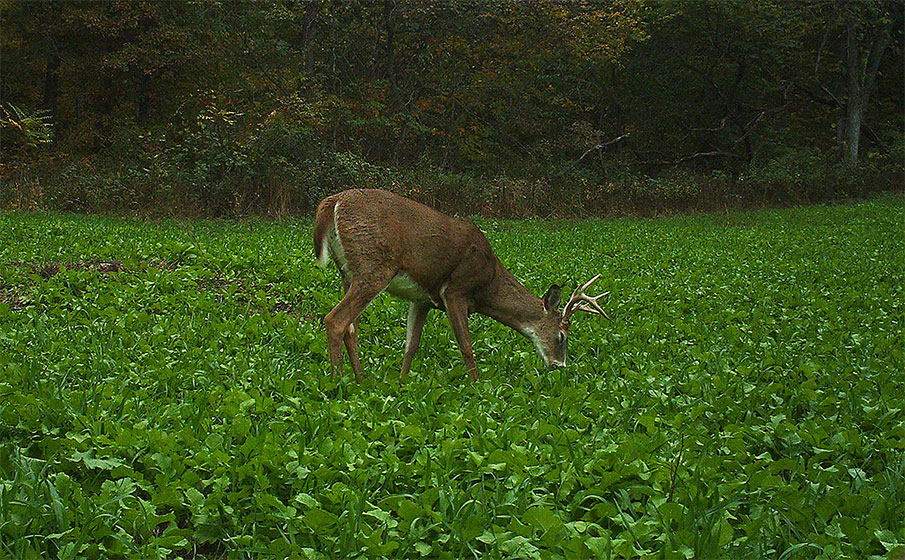 Deer Food Menu: What, When and Why