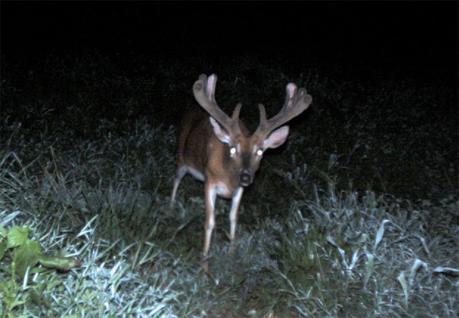 Early Antler Growth Clues to Determine Buck Rack Size Potential