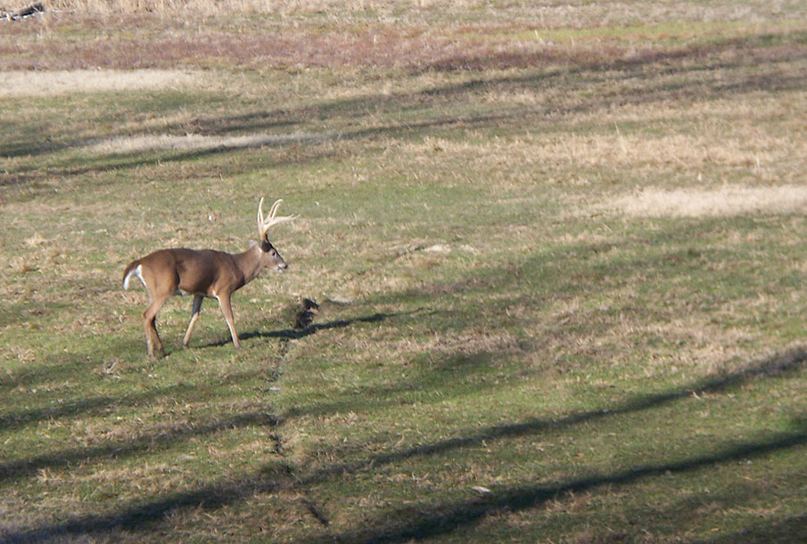 How the Southern Whitetail Rut Differs from the Rest of the Country