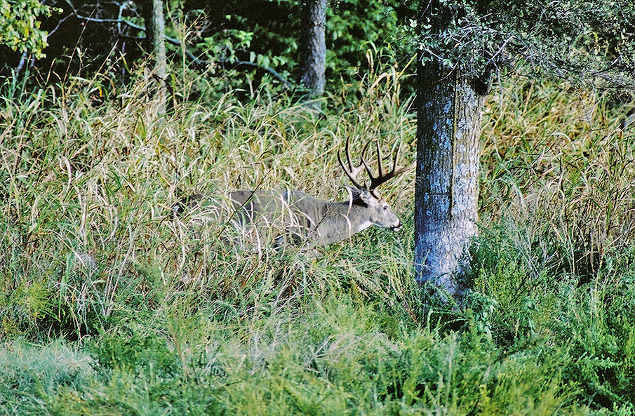 Science and Effects of Deer Hunting Pressure