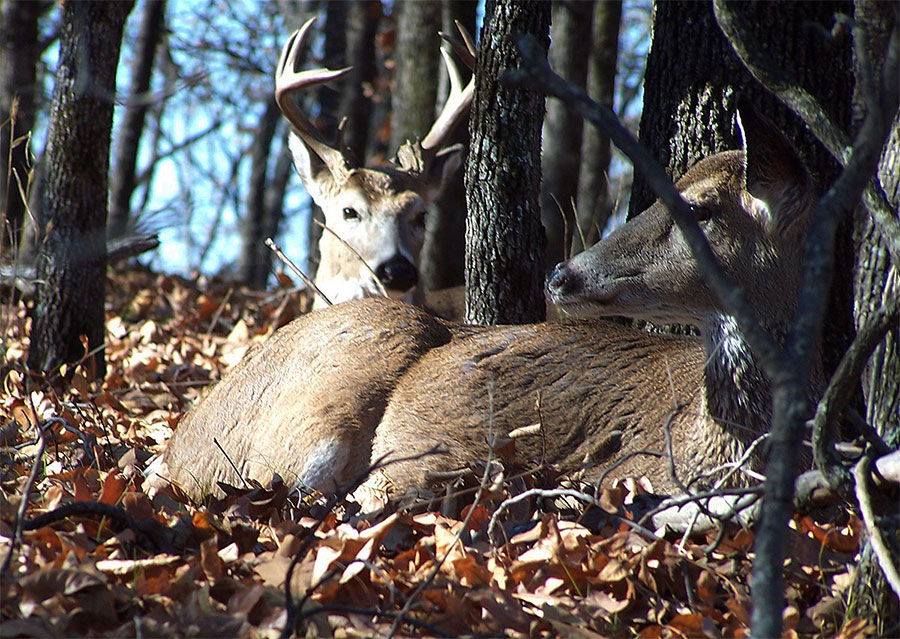 During the Rut Lockdown Phase, Patience Pays Big