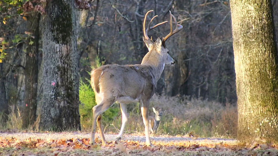 10 Whitetail Hunting Tips to Capitalize on the Rut