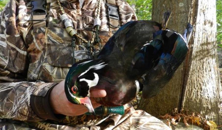 Why You Should Hunt Wood Ducks