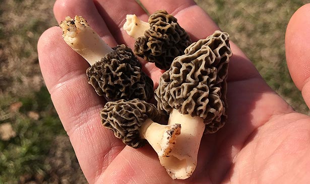 Morel Mushroom Dolmades Recipe