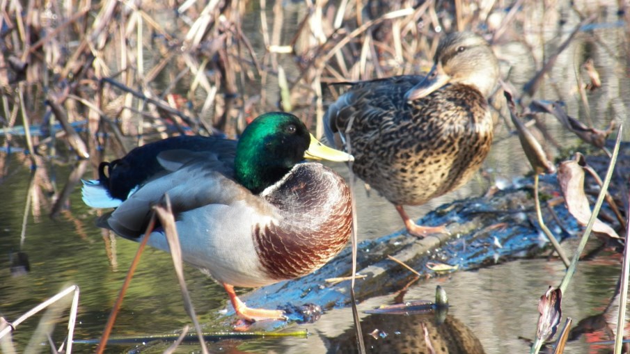 Hunting Ducks, Duck Behavior 101