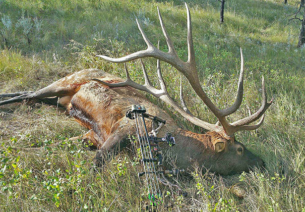 World Record Elk in field