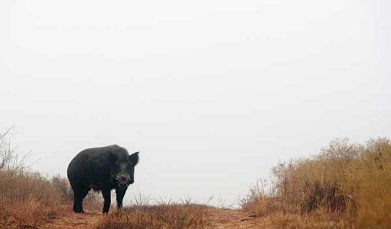 Swine Dining: What to Know About Cooking Feral Hogs