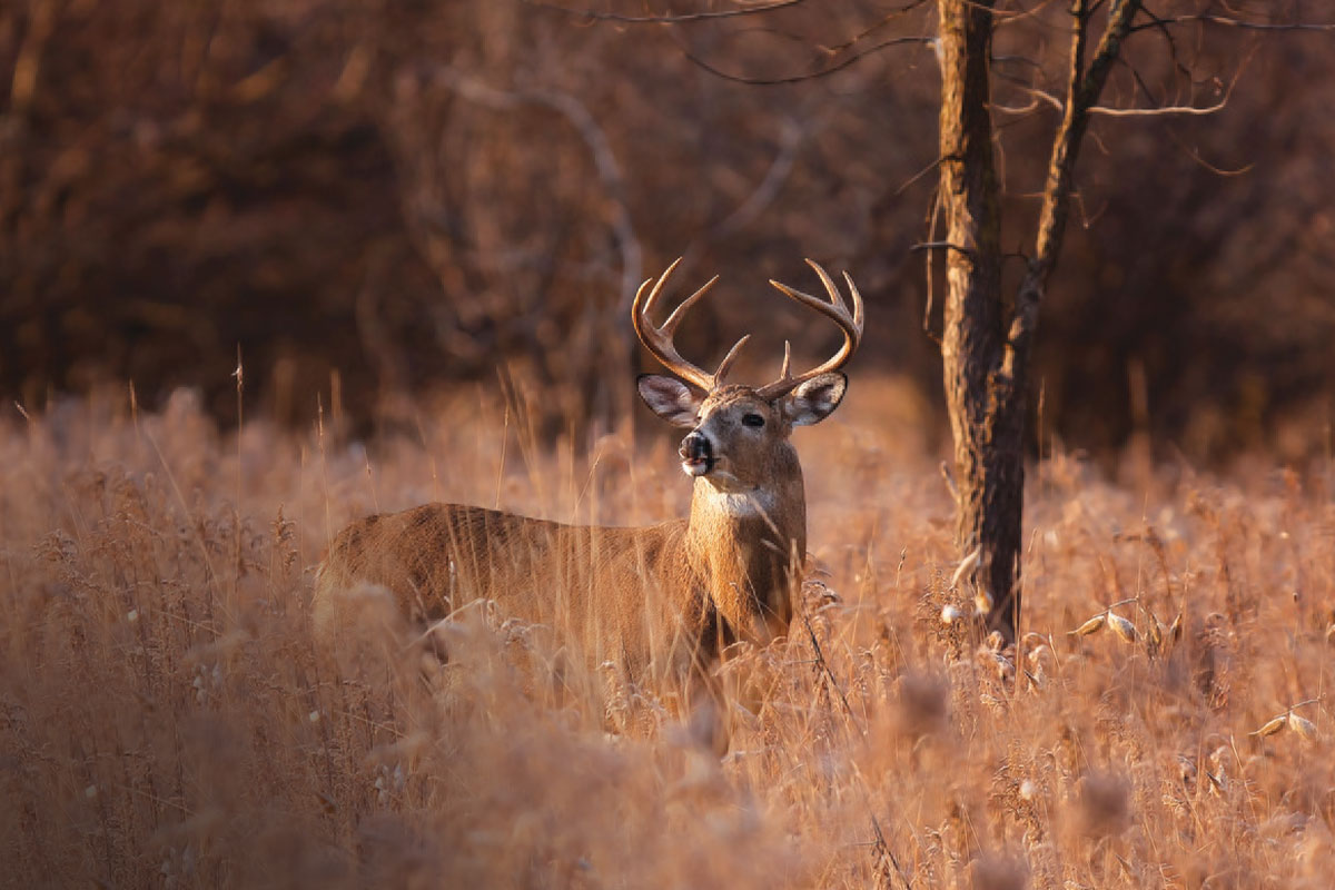 How To Judge A Trophy Buck When Seconds Count