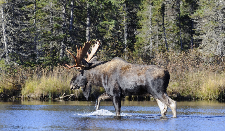 Quebec-Moose.jpg