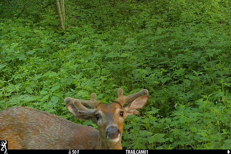 Trail-Camera-Mistakes-Spooked.jpg