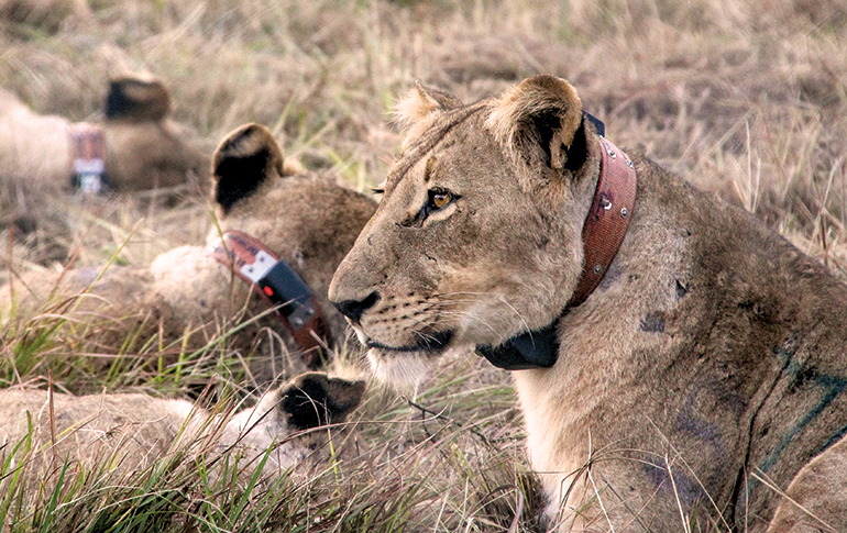 African lioness with conservation collar
