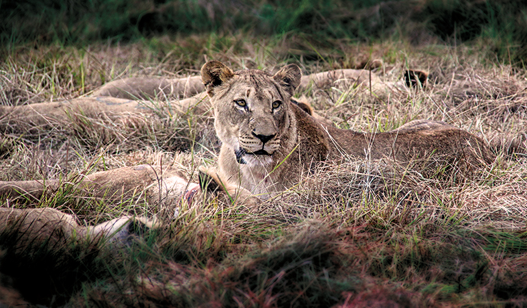 An African Lion Conservation Win, Thanks to Hunters