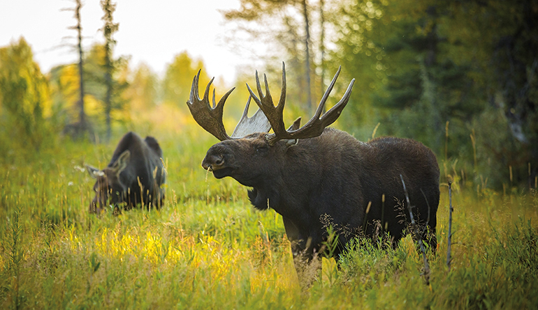 bull and cow moose