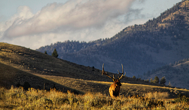 How to Kill a Giant Post-Rut Elk