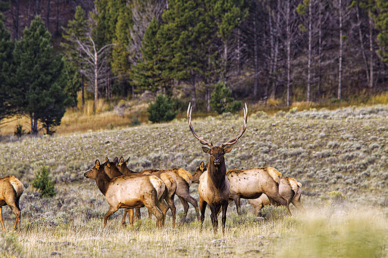 bull elk with group of cows