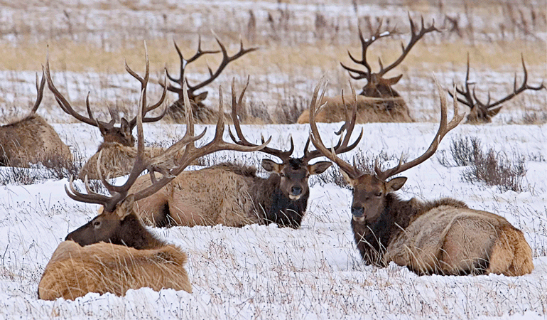 elk-bulls-bedded.jpg