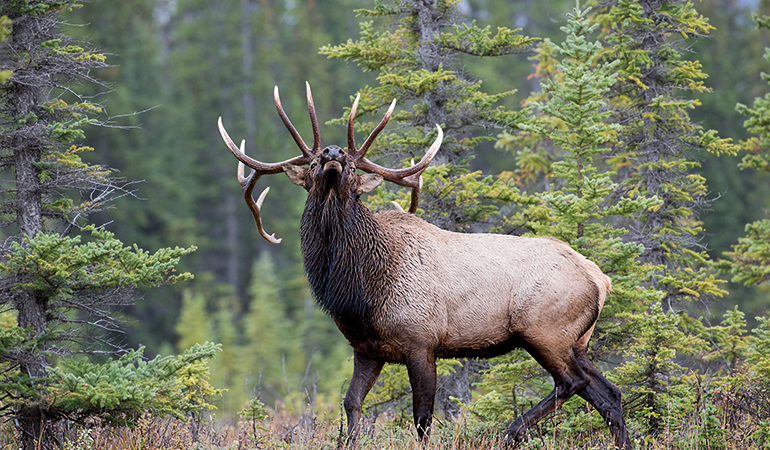 Enough Gun: Elk Stopping Power