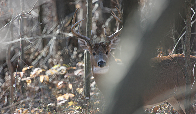 Where to Find Whitetails in the Late Season