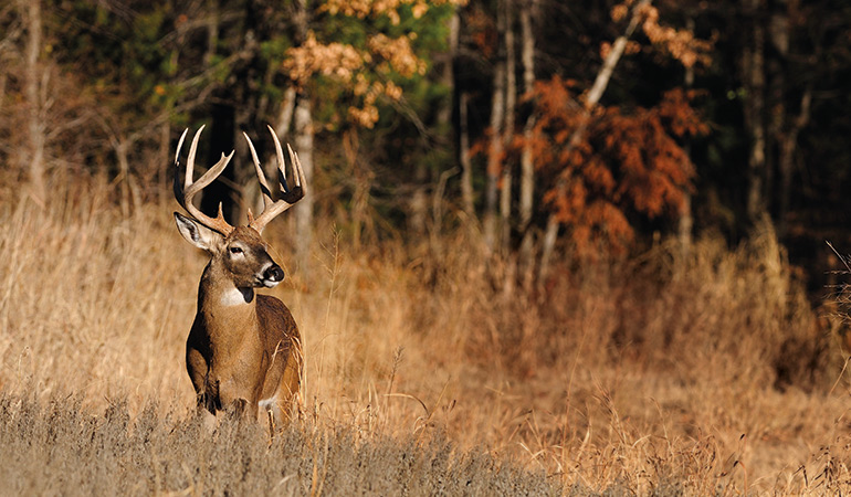 Tips for Hunting Mature Whitetails
