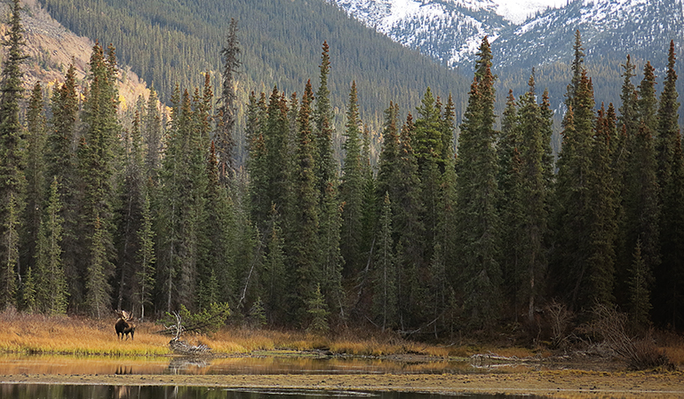 A British Columbia Moose Hunting Misadventure
