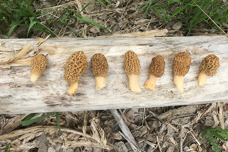 How to Find Morel Mushrooms in the Spring Woods