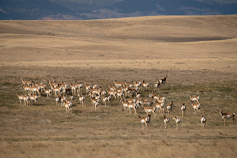 group of pronghorn antelope standing on the plains