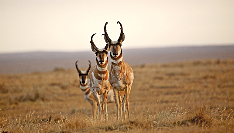 three pronghorns in a row