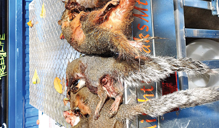 Can Squirrels Save Hunting?