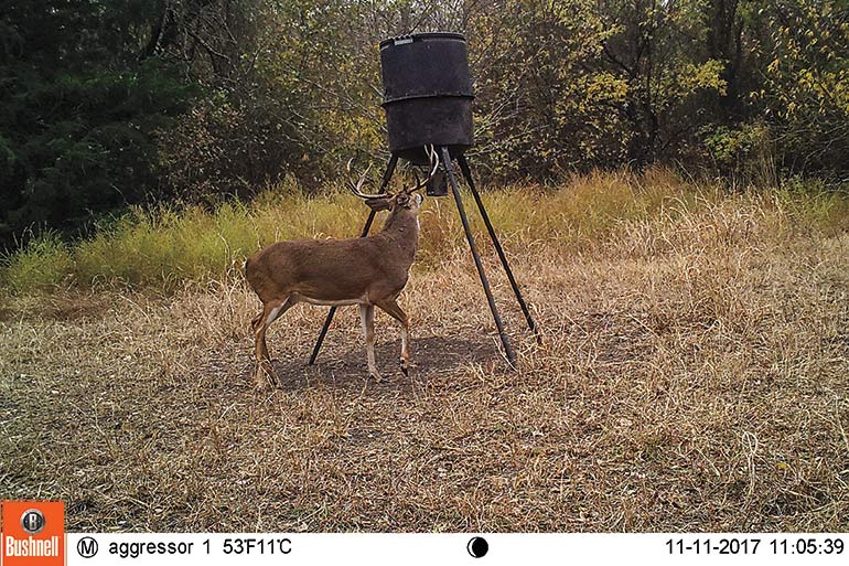 trail cam photo of buck at feeder