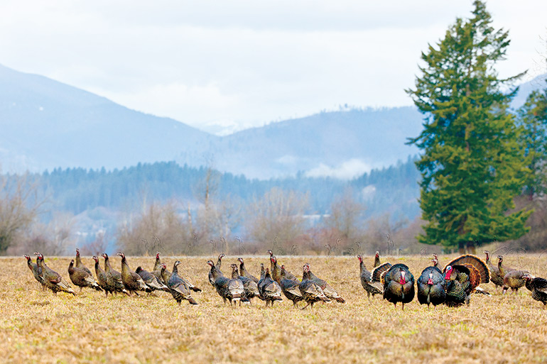 Solving the 3 Biggest Turkey Hunting Problems