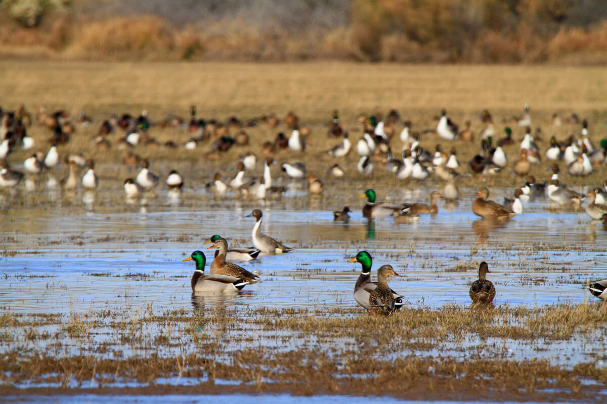 Duck Numbers Fall, Hope Remains for Fall Flight
