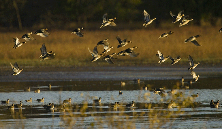 Ducks-in-Flight.jpg