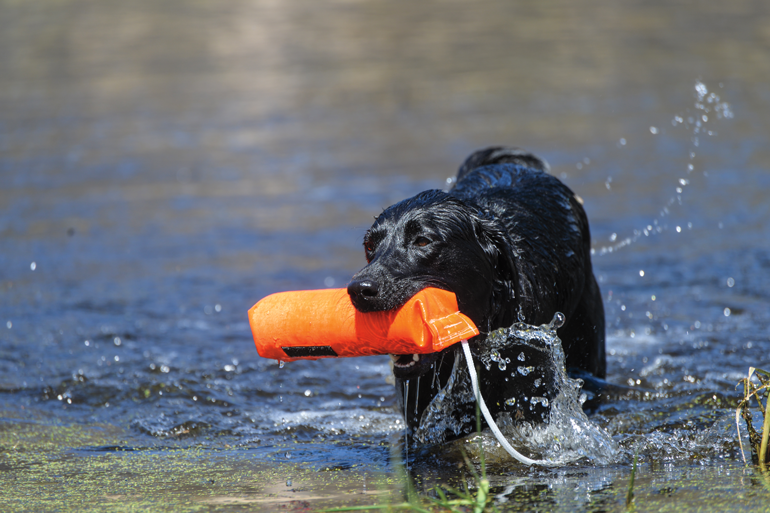 Achieving a Healthy Weight for Your Duck Dog