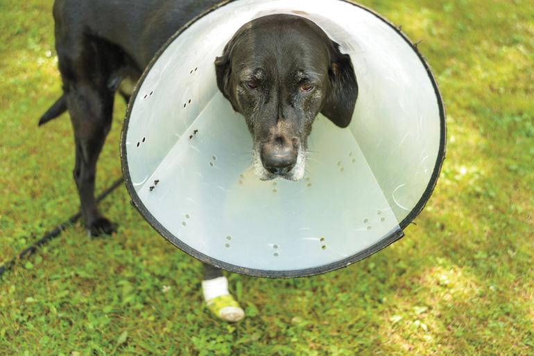 Old-Lab-With-Cone.jpg