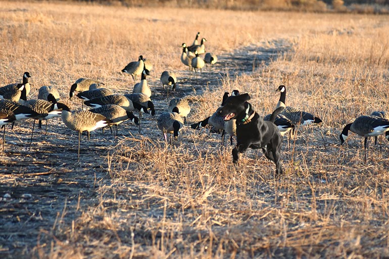 black lab running in field with Canada decoys