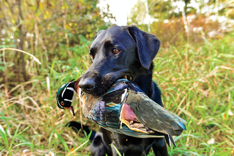 Early Neurological Stimulation for Better Duck Dogs