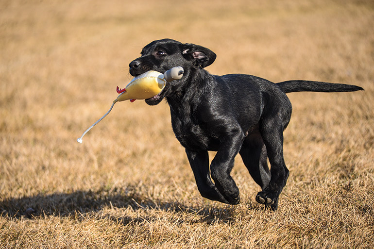 black lab puppy running with dummy in mouth