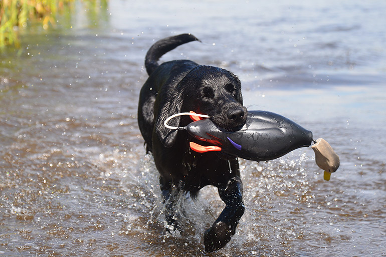 black lab retrieving dummy from water