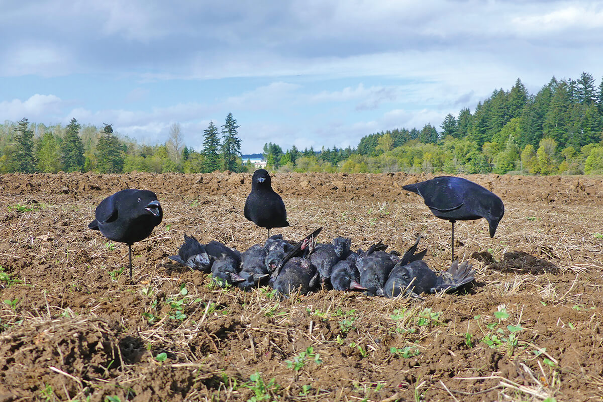 Can Crow Hunting Help You Shoot More Ducks & Geese?