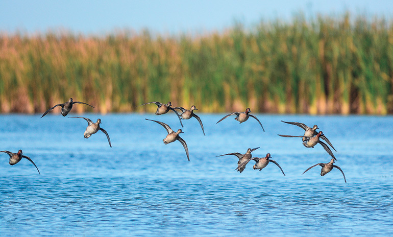 group of ducks flying over water