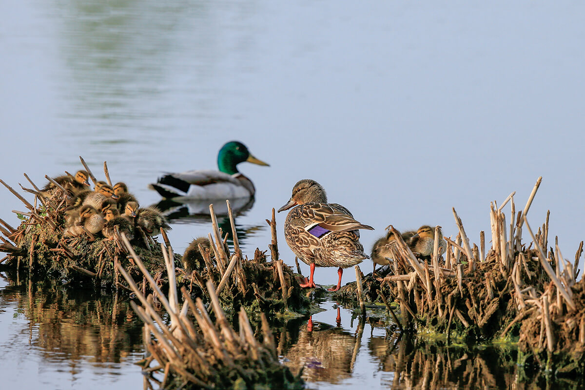 Largest-Ever USDA Grant Awarded to Ducks Unlimited