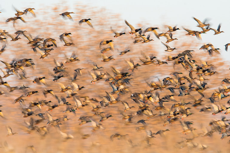 huge group of ducks in flight