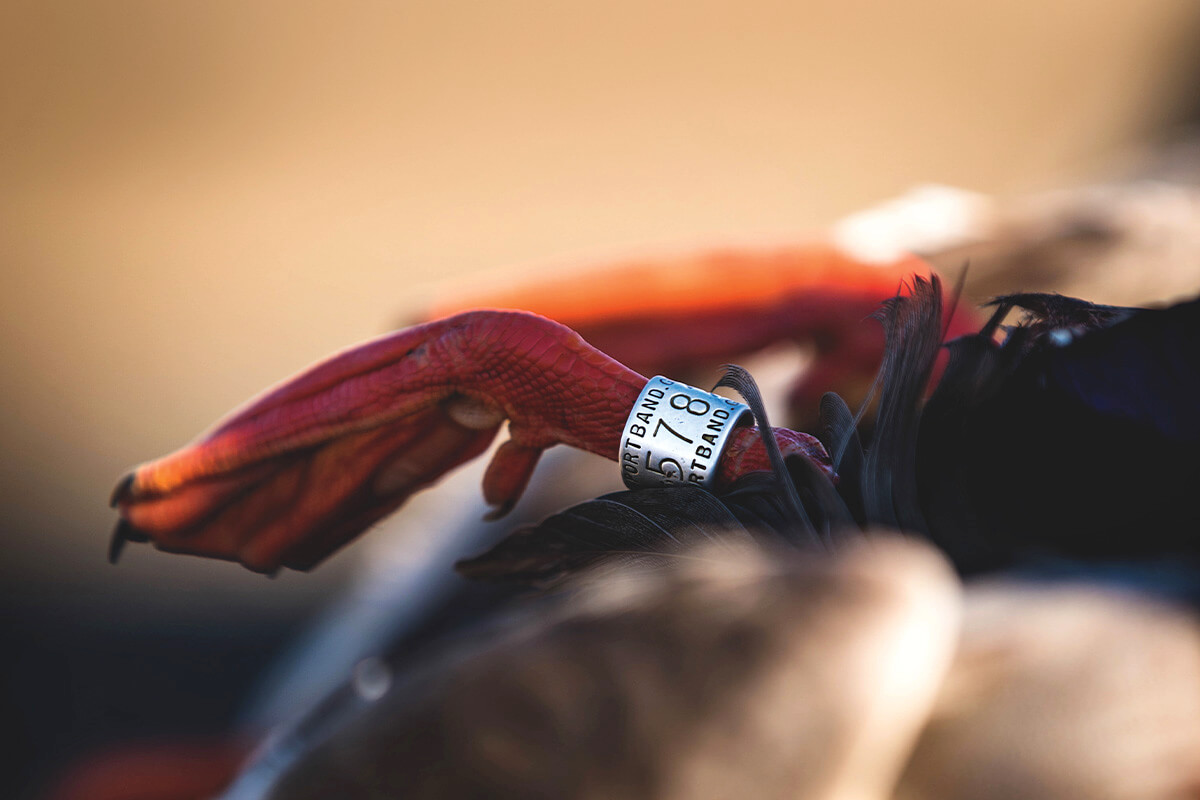 Why Do Waterfowl Hunters Love Leg Bands?