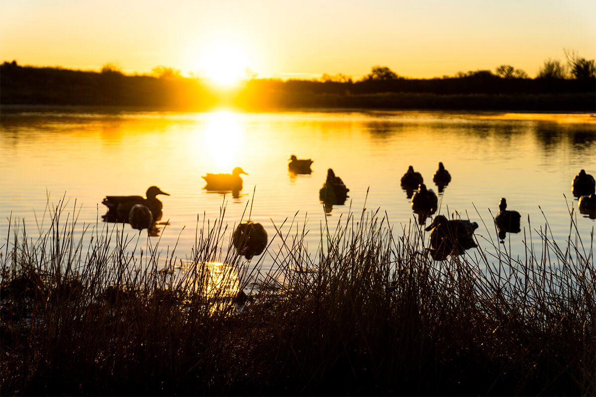 What Would Permanent Daylight Savings Time Mean to Duck Hunters?