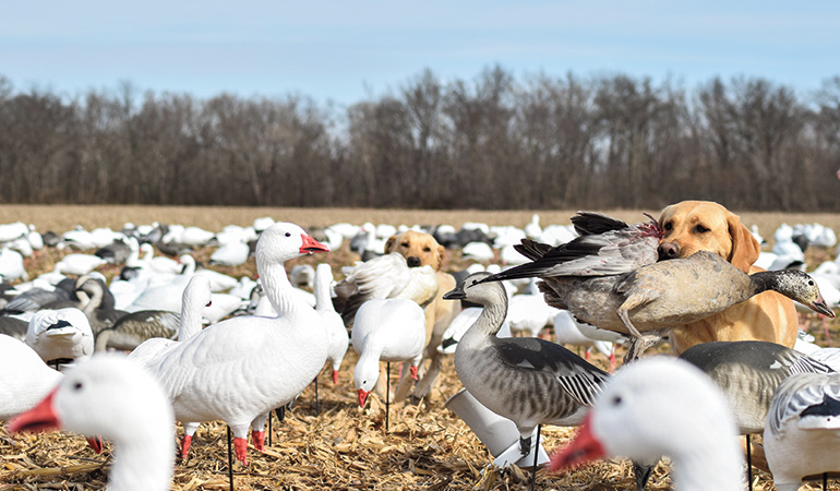 yellow labs retrieving snow geese among decoys