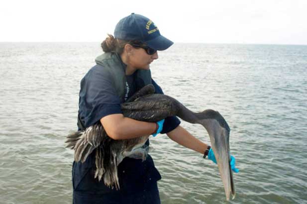 oil spilll pelican