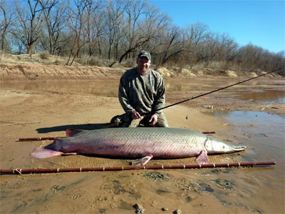 Alligator Gar Alligator Gar