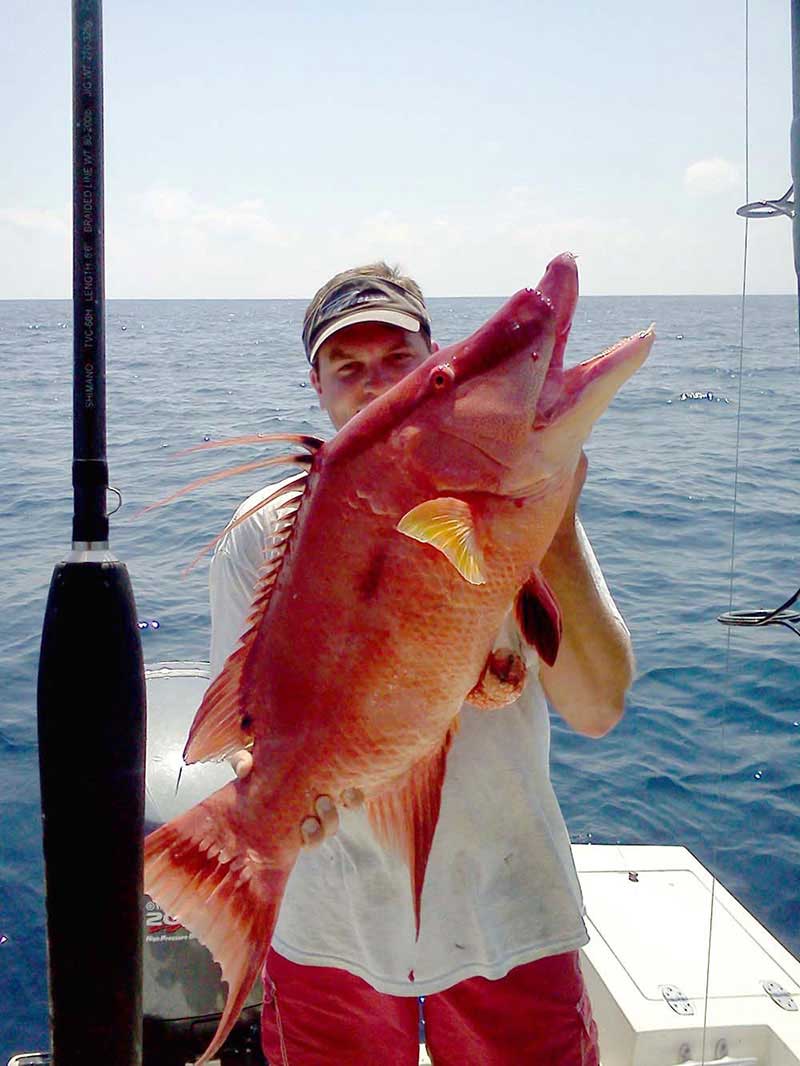 Hogfish Hogfish