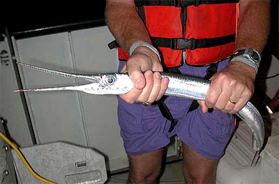 Needlefish Needlefish