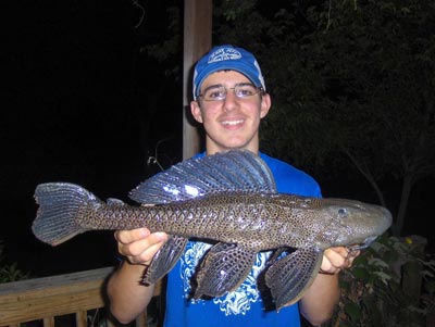 Plecostomus Plecostomus